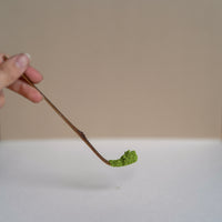 Matcha Scoop