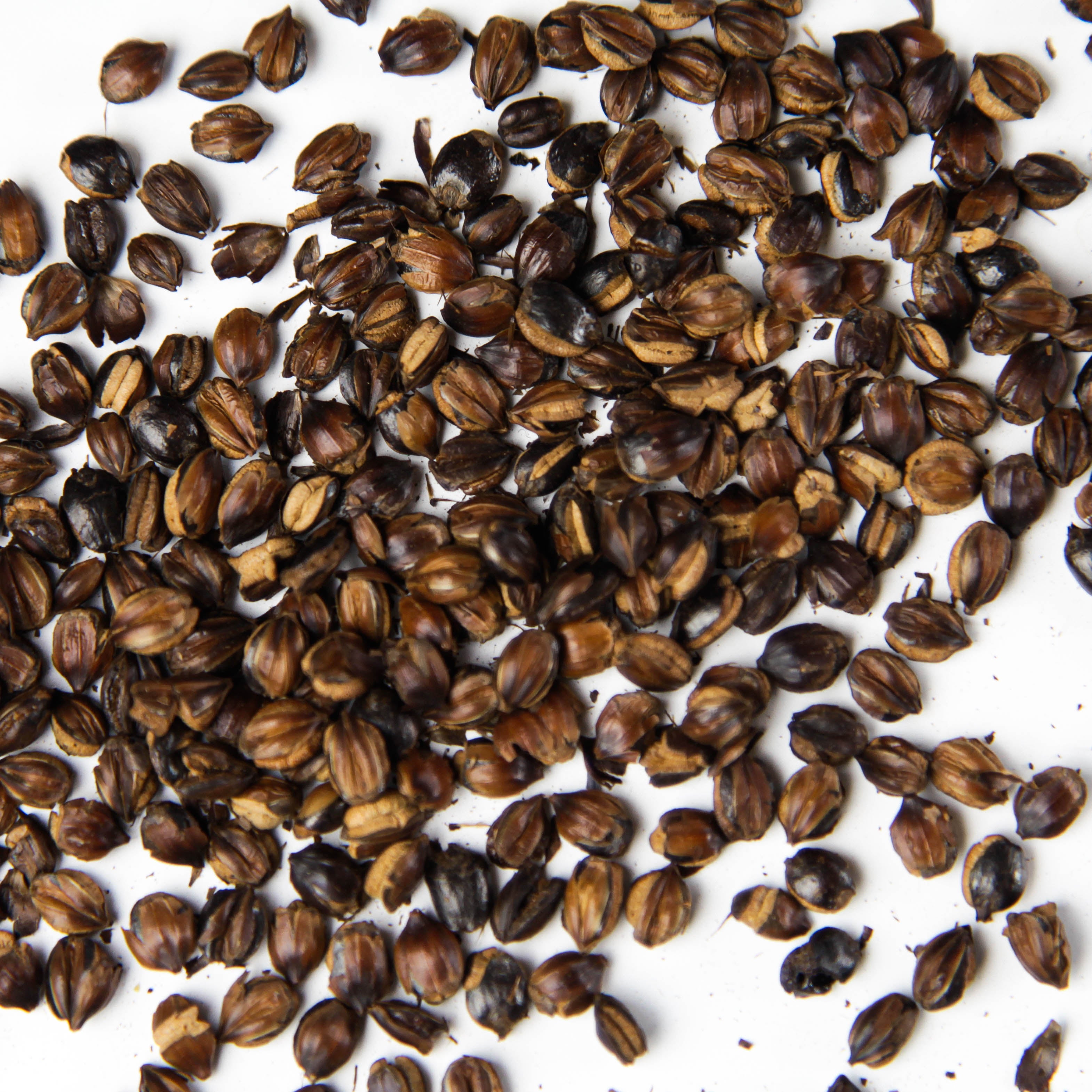 Mugicha – Miro Tea