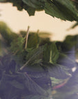 Peruvian Peppermint