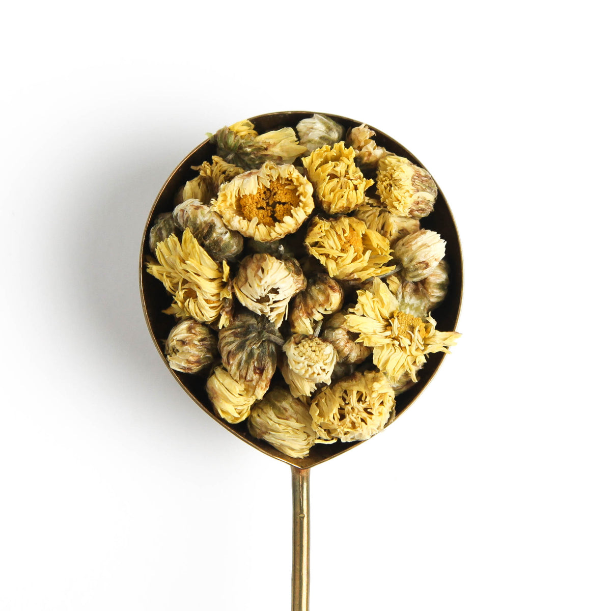 Baby Chrysanthemum
