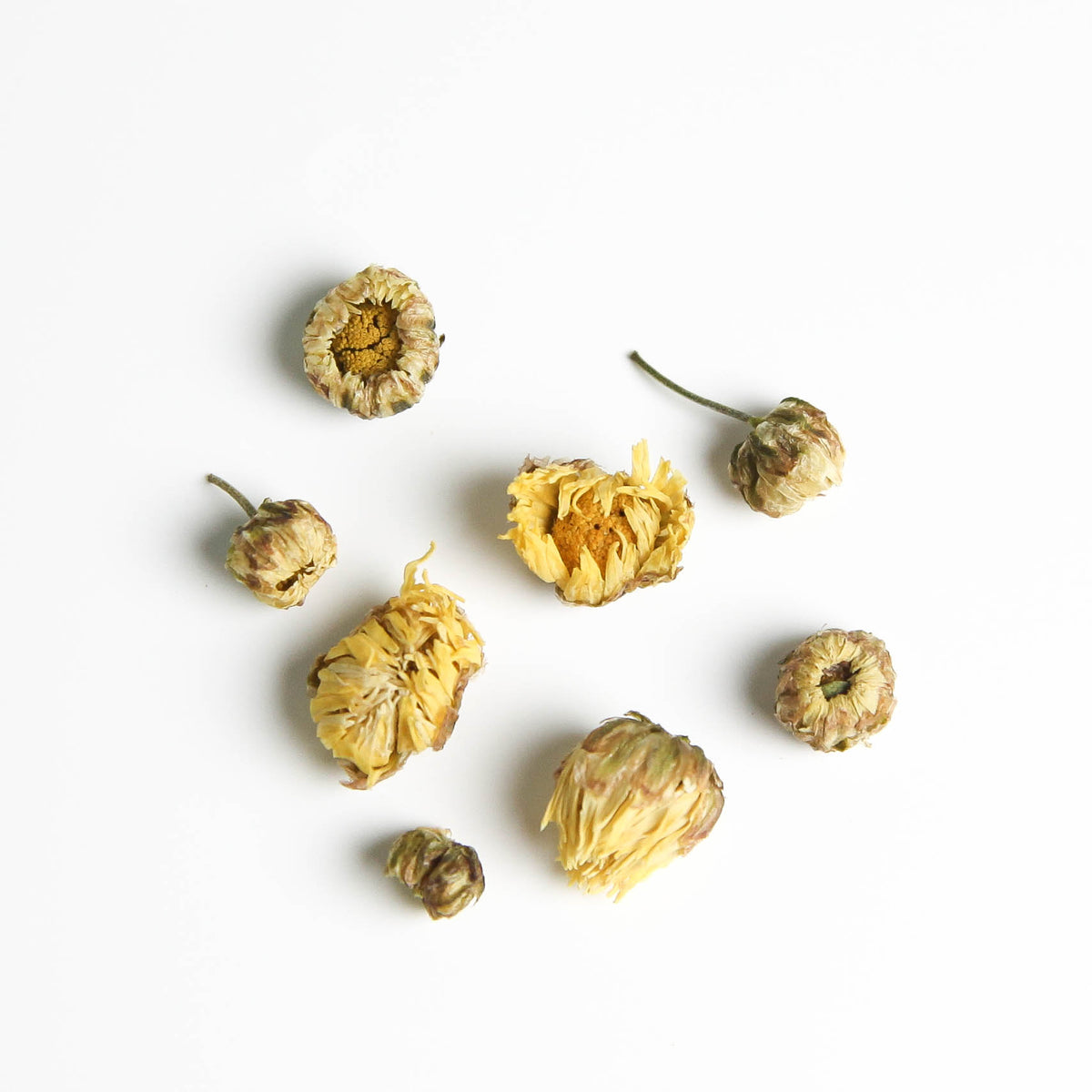Baby Chrysanthemum