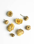 Baby Chrysanthemum