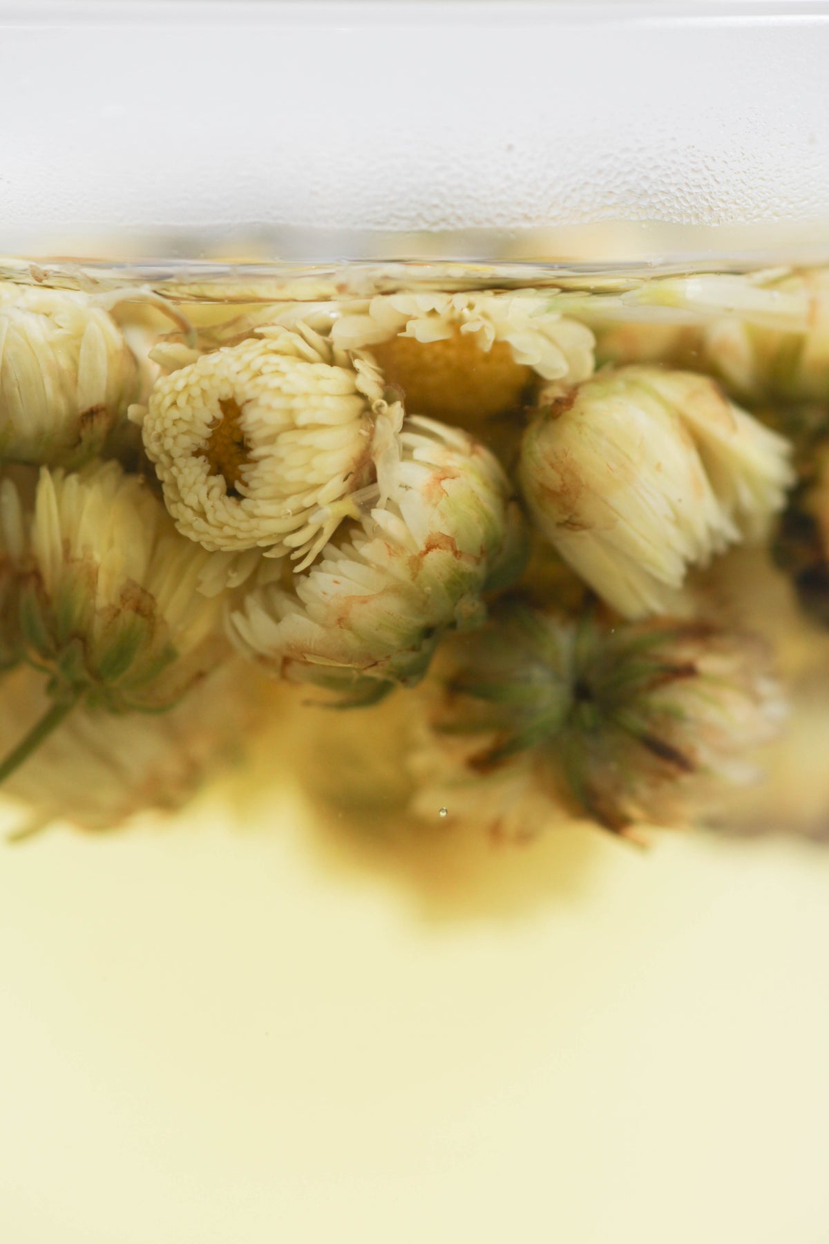 Baby Chrysanthemum