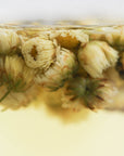 Baby Chrysanthemum